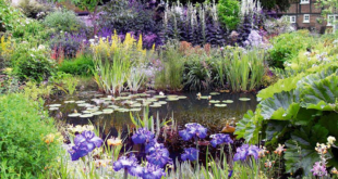 garden pond