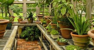 small garden greenhouse ideas