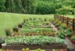 raised bed garden