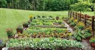 raised bed garden