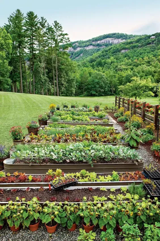 Elevated Gardening: The Resurgence of Raised Bed Gardens