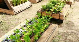 cheap raised garden beds