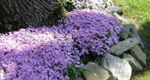 flowers around tree front yards