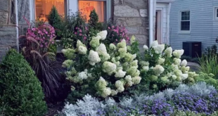 flower bed ideas