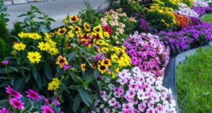 flower bed ideas