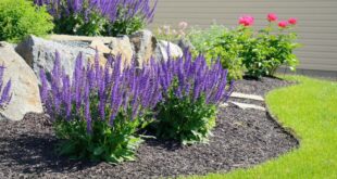 flower beds in front of house with rocks