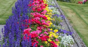 flower garden ideas in front of house