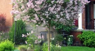 flowers around tree front yards