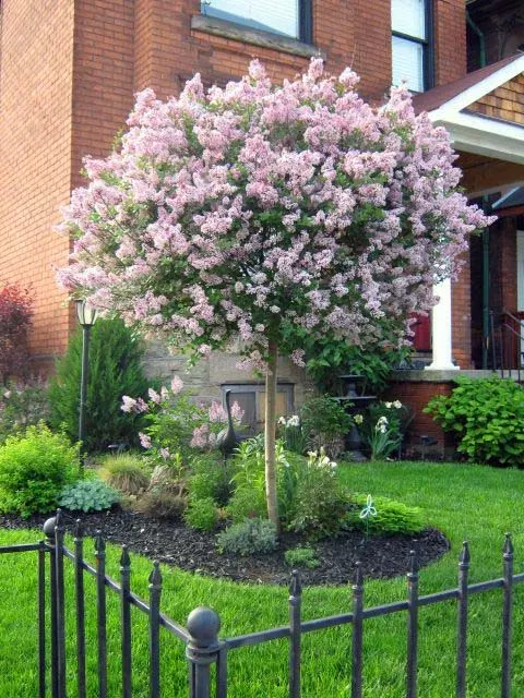 Blooming Beauties: The Colorful Flowers Adorning Tree Front Yards