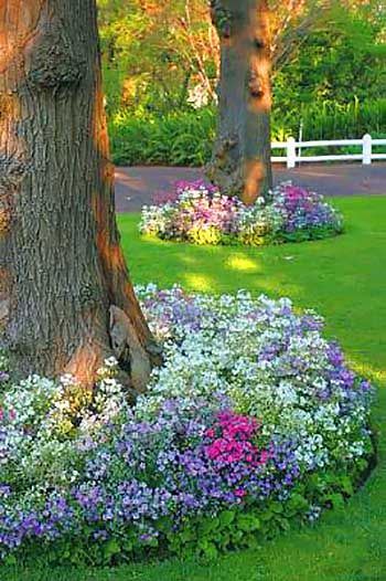 flowers around tree front yards