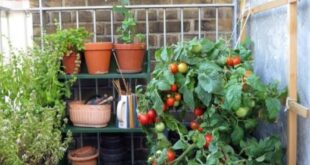 small balcony garden