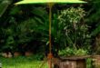 small garden umbrella