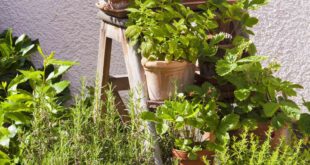 indoor herb garden