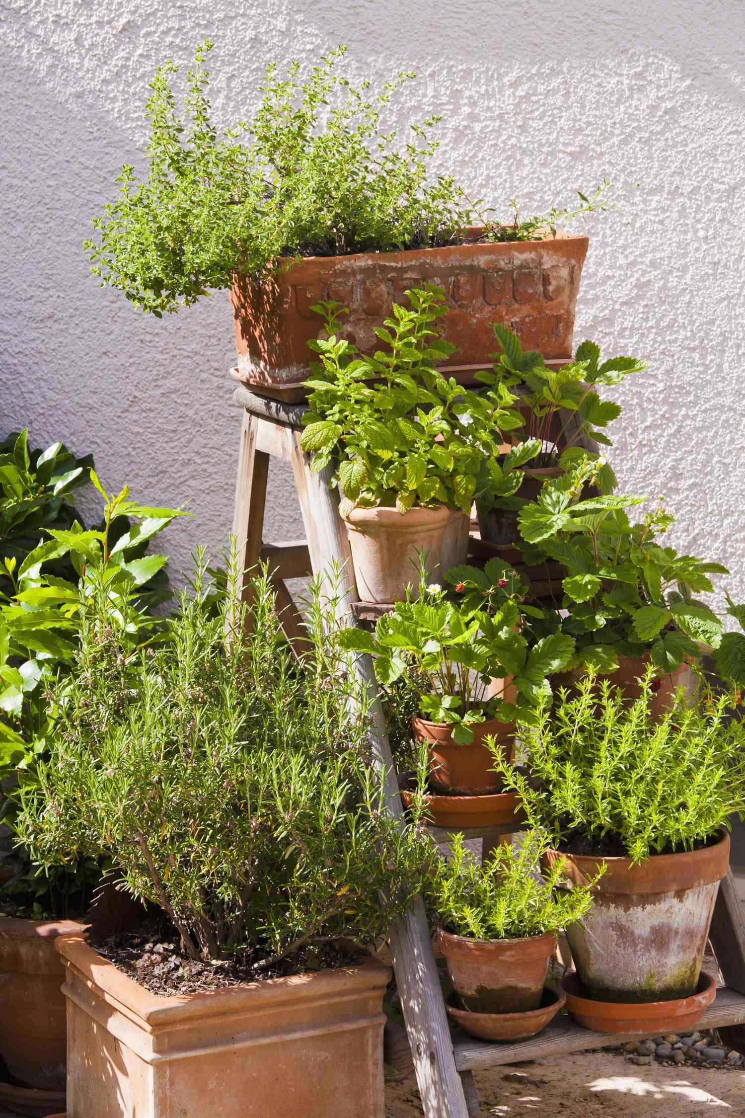 Create Your Own Indoor Herb Oasis