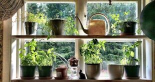 indoor herb garden