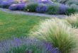 xeriscape front yard