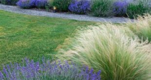 xeriscape front yard