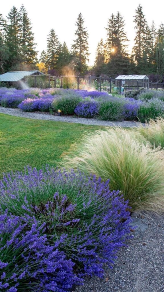 xeriscape front yard