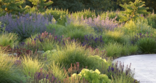 garden landscape