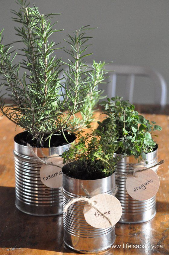 Create a Lush Indoor Herb Garden Right in Your Home