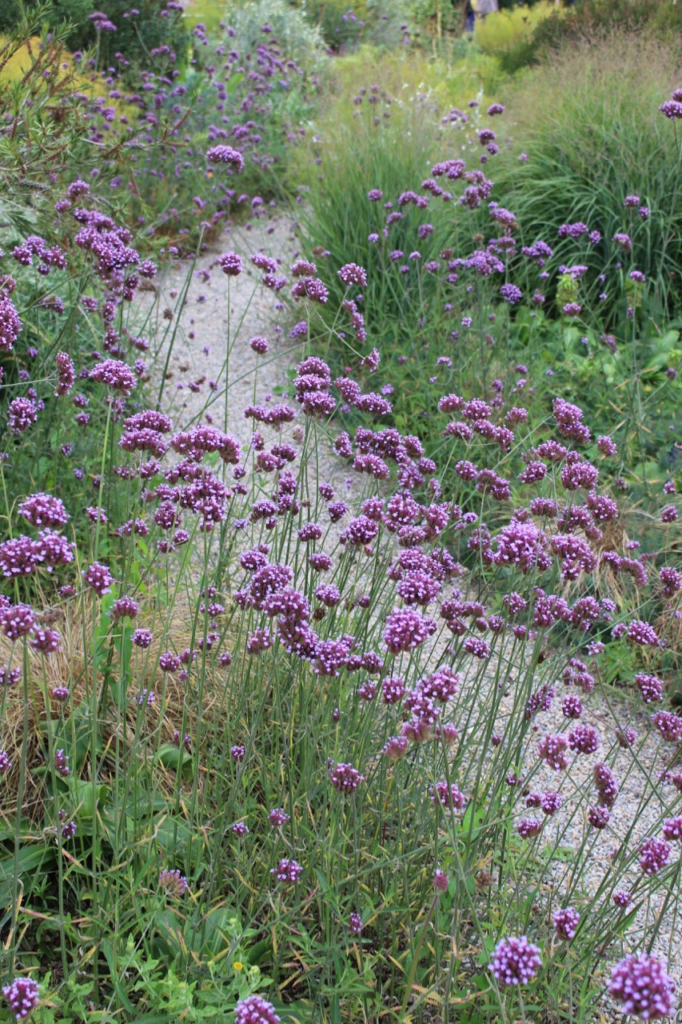 garden design borders