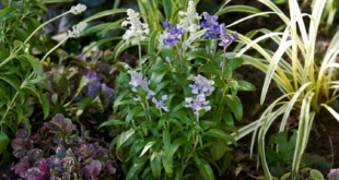 garden border edging