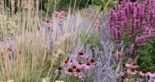 garden design borders