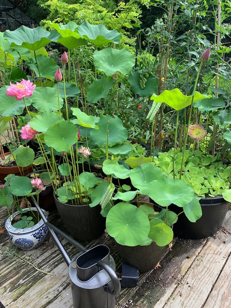 water gardens