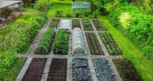 garden design vegetable