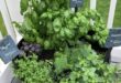 herb garden outdoor planter