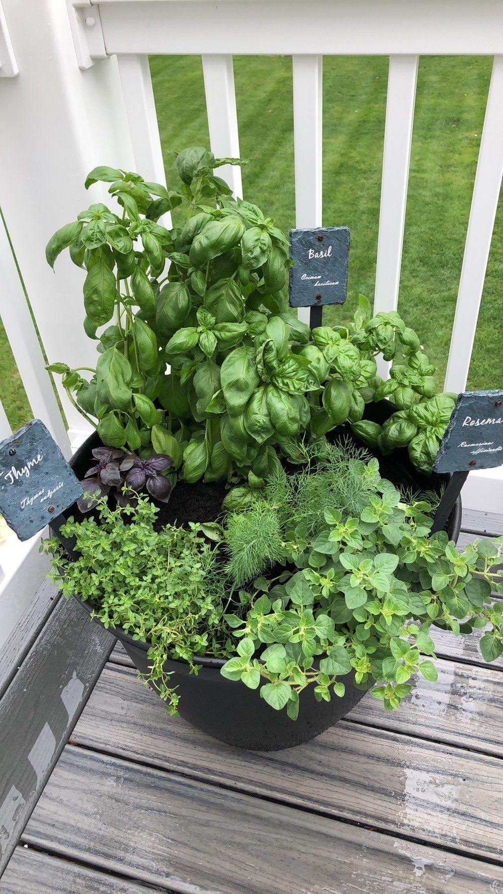 Creating Your Own Herb Garden in an Outdoor Planter