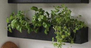 indoor herb garden