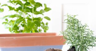 kitchen herb garden planter