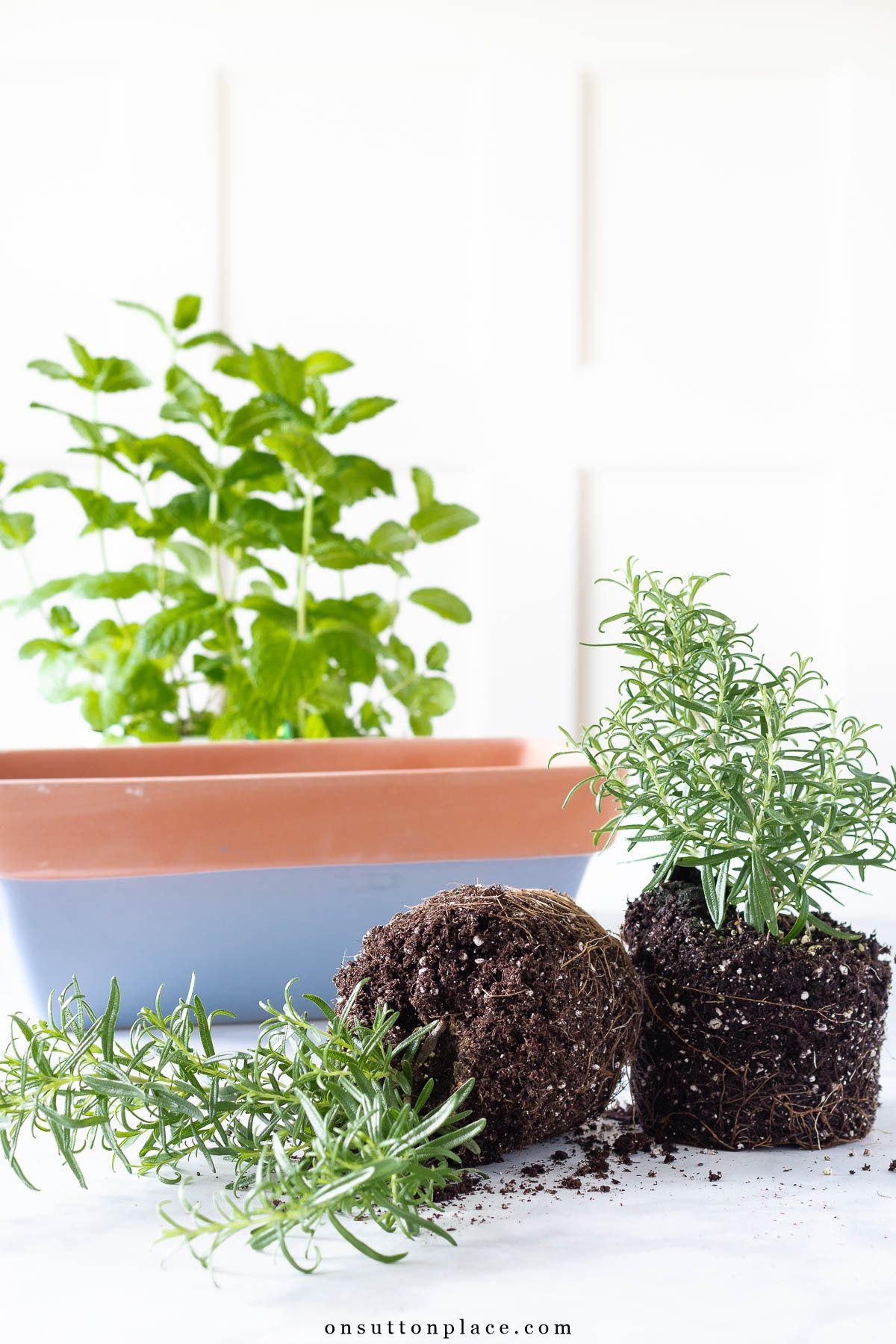 Creating Your Own Kitchen Herb Garden Planter