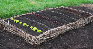 raised planter vegetable garden