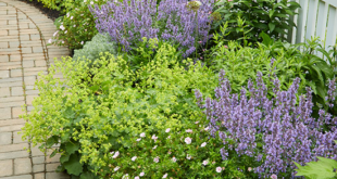 cottage landscaping