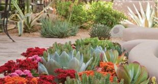 desert landscaping front yard