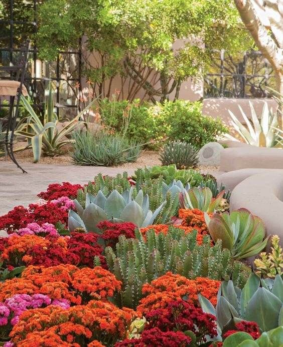 Creating a Beautiful Desert Oasis in Your Front Yard