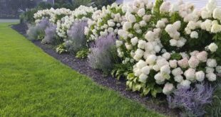 front lawn landscape ideas