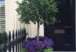 landscaping in front of porch