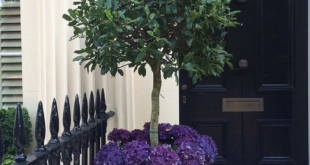 landscaping in front of porch