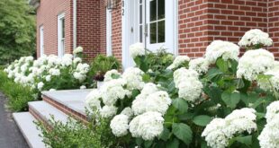 landscaping in front of porch