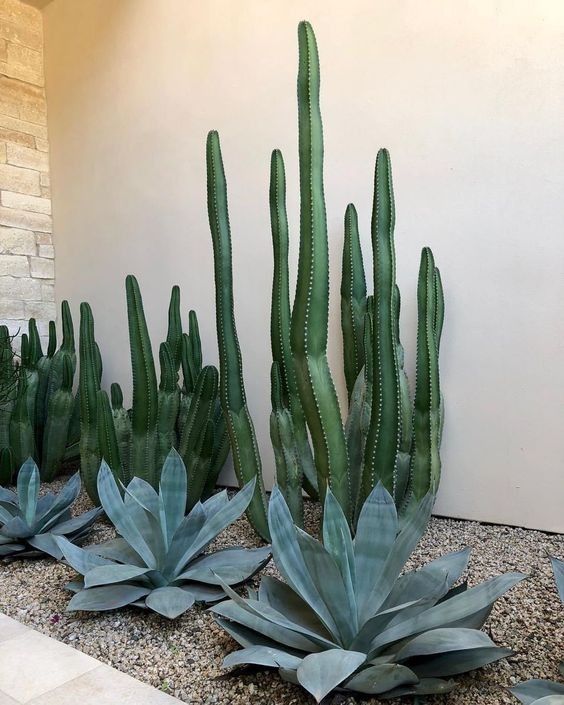 Creating a Beautiful Front Yard Oasis with Desert Landscaping