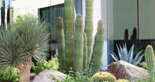 desert landscaping front yard