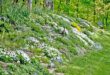 garden design on a slope