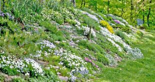 garden design on a slope