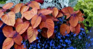 garden containers