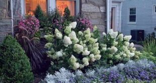 landscaping near house