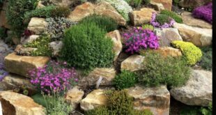 small garden rockery