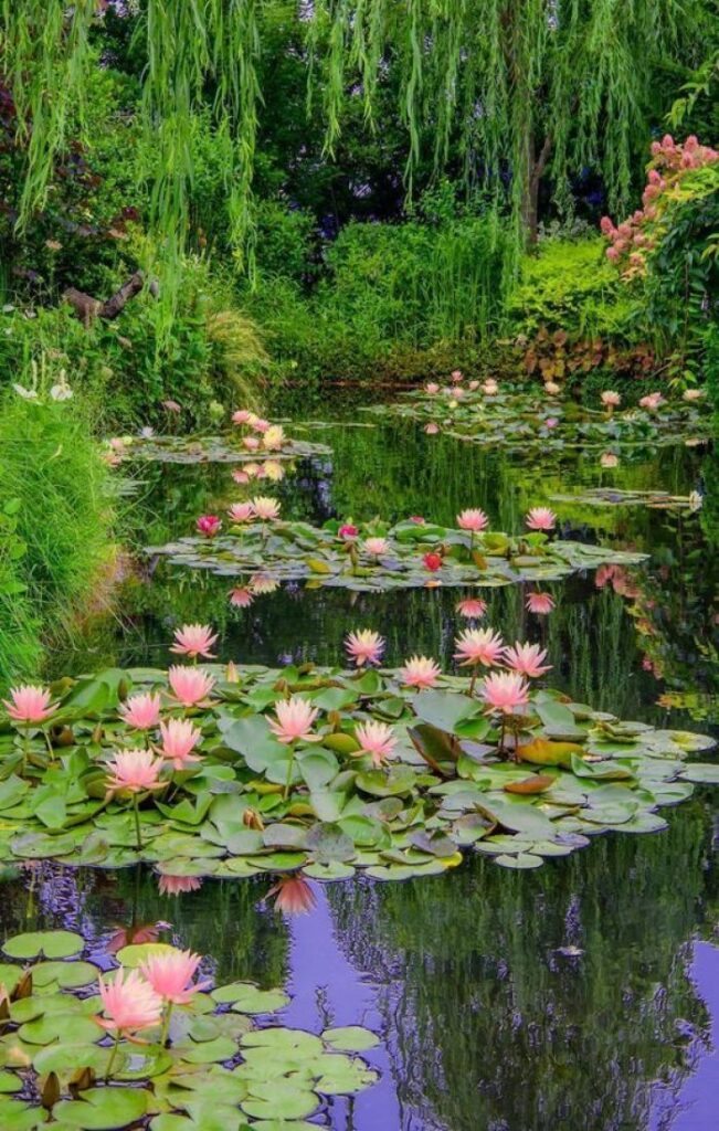 water gardens